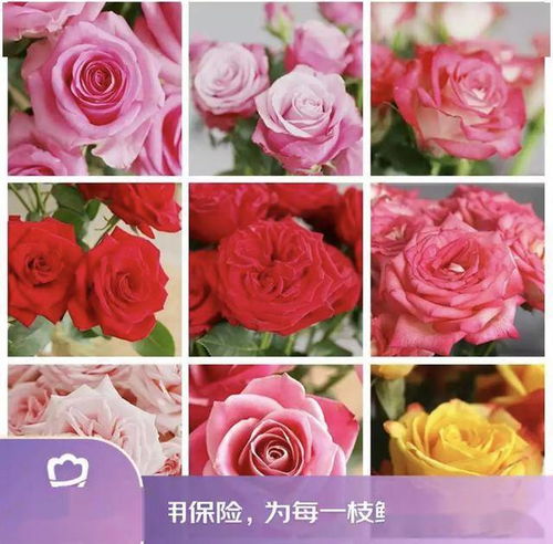 京東鮮花新花樣 615生活鮮花節創新高，引領動態禮品花卉銷售新趨勢