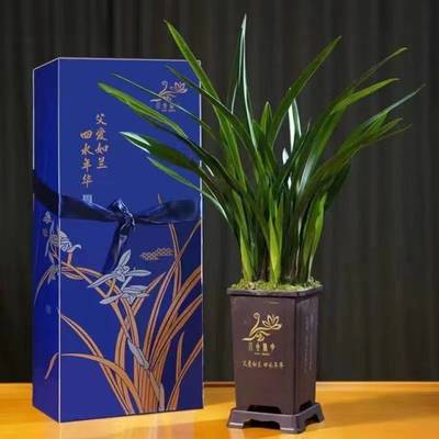 父愛如蘭 一束芬芳里的深情，花農笑顏中的豐收